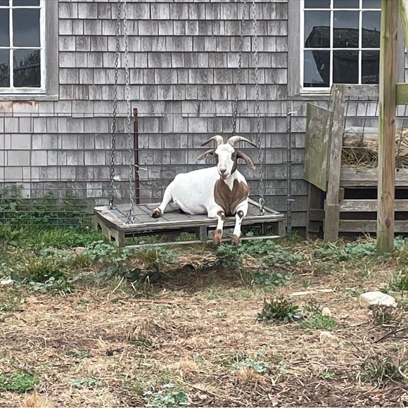 Meet your Posher, Marlaina - Picture 1 of 1